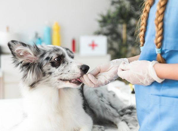 Hunde Krankenversicherung erspart hohe Tierarztkosten
