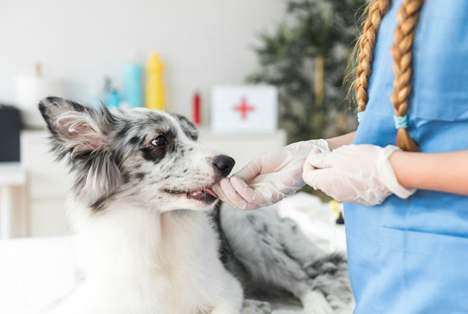 Hunde Krankenversicherung erspart hohe Tierarztkosten